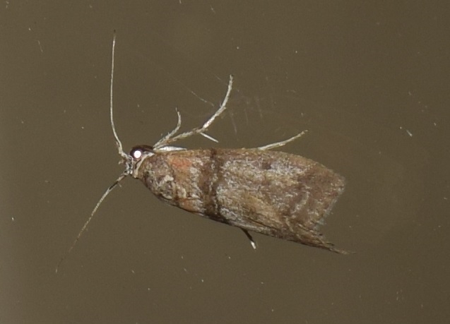 Sciota sp. (Pyralidae)?  S, Sciota cfr. adelphella